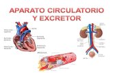 Aparatos circulatorio y excretor