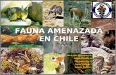 Fauna amenazada en_chile