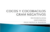 Cocos y cocobacilos gram negativos