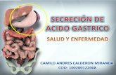 SecrecióN Gastrica Camilo AndréS CalderóN Miranda