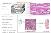 6 contraccion muscular-cardiaco uam
