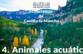 Ecosistemas de Castilla-la Mancha (4.Animales acuáticos)