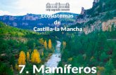 Ecosistemas de Castilla-la Mancha (7.Mamíferos)