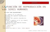 Tema 2   La FuncióN De ReproduccióN En El Ser Humano