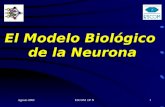 El Modelo Biológico de la Neurona