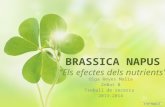 Brassica Napus: els efectes dels nutrients.