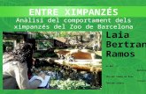 Entre ximpanzés: anàlisi del comportament dels ximpanzés de Zoo de Barcelona.
