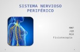 Anatomia de los nervios preifericos