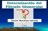 Determinacion Del Filtrado Glomerular