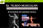 Tejido Muscular Mcm