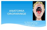Anatomia de la orofaringe