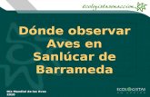 Dónde observar Aves en Sanlúcar de Barrameda