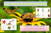 Presentacion los animales invertebrados...