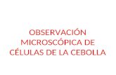 ObservacióN MicroscóPica De CéLulas De La Cebolla