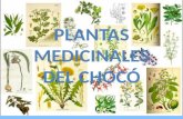 Plantas medicinales del choco