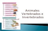 0Ppt animales vertebrados e invertebrados