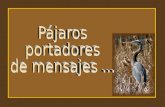 AVES Y FRASES