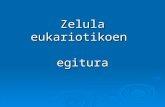 Zelula eukariota