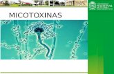 Exposicion micotoxinas -  aves/cerdos/bovinos