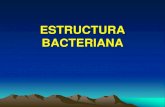 1 estructura bacteriana