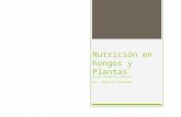Nutrición en hongos y plantas