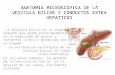 Exposicion  anatomia microscopica de la vesicula biliar y conductos by Josh Pedrazac