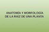 Anatomía y morfología de la Raíz de una planta.
