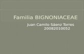 Familia bignoniaceae