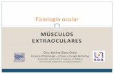 Ms  Extraoculares