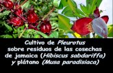 Cultivo de Pleurotus en jamaica  yplátano