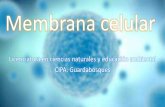 Membrana celular, composición, funcionamiento y caracteristicas