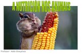 Nutrición animais