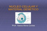 "Nucleo celular y material genetico" Biologia