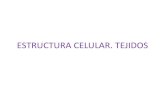Estructura celular (1)