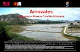 Arrozales (Calasparra-Murcia / Hellín-Albacete)