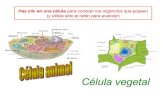 Celula Didactica 2