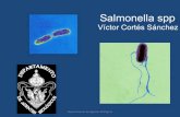 13.  Salmonella spp
