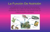 La función de nutrición. lan osoa
