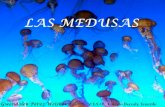 Las medusas wen