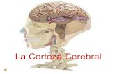 La Corteza Cerebral