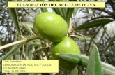 Elaboración del aceite de oliva