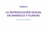 Tema 5 1º bach  Reproducción de los animales