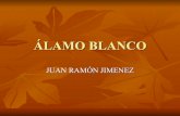 Alamo Blanco