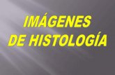 Imagenes de histologia icest
