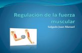 Regulación de la fuerza muscular