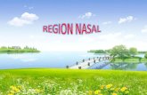 Region nasal udabol