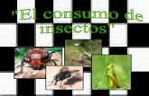 El Consumo de Insectos - UPT - franccesca muñante