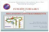 Función tubular y mecanismo contracorriente