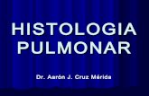 Histología pulmonar