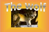 The wolf arnau moreno 5e a